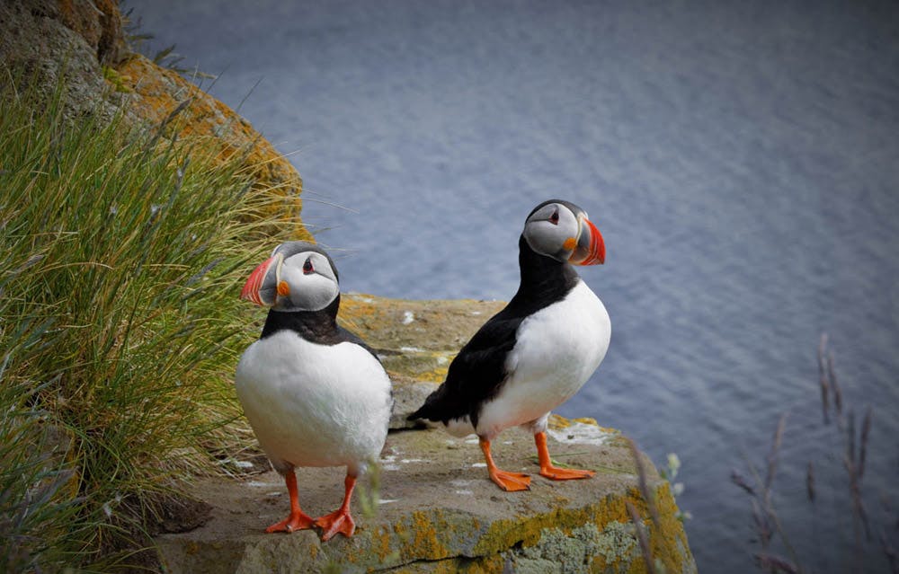 Puffin Lookout