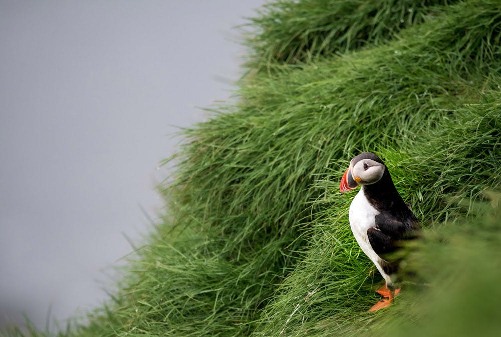 Puffin Lookout